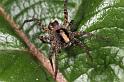 Pardosa_lugubris_D8200_Z_88_Bij afgraving_Nederland